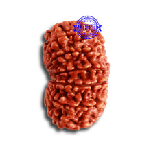 Load image into Gallery viewer, 12 Mukhi Nepalese Rudraksha - Bead No 321