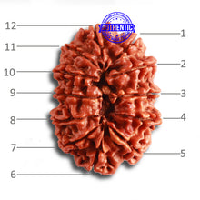 Load image into Gallery viewer, 12 Mukhi Nepalese Rudraksha - Bead No 322