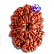 Load image into Gallery viewer, 12 Mukhi Nepalese Rudraksha - Bead No 322