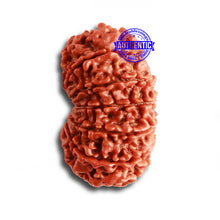 Load image into Gallery viewer, 12 Mukhi Nepalese Rudraksha - Bead No 322