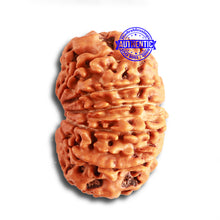 Load image into Gallery viewer, 12 Mukhi Nepalese Rudraksha - Bead No 323