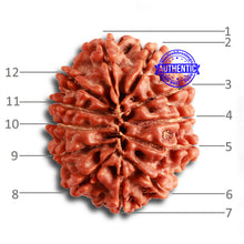 Load image into Gallery viewer, 12 Mukhi Nepalese Rudraksha - Bead No 324