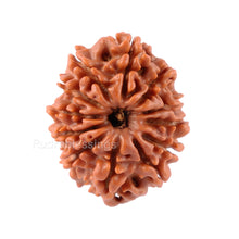 Load image into Gallery viewer, 12 Mukhi Nepalese Rudraksha - Bead No. 82