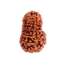 Load image into Gallery viewer, 12 Mukhi Nepalese Rudraksha - Bead No. 86