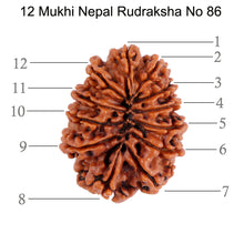 Load image into Gallery viewer, 12 Mukhi Nepalese Rudraksha - Bead No. 86
