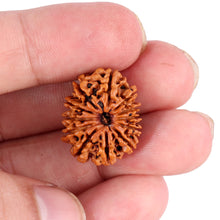Load image into Gallery viewer, 12 Mukhi Nepalese Rudraksha - Bead No. 87