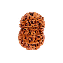 Load image into Gallery viewer, 12 Mukhi Nepalese Rudraksha - Bead No. 87