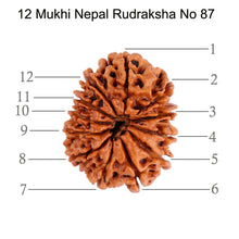 Load image into Gallery viewer, 12 Mukhi Nepalese Rudraksha - Bead No. 87