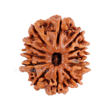 Load image into Gallery viewer, 12 Mukhi Nepalese Rudraksha - Bead No. 88