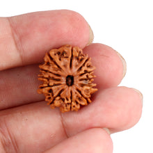 Load image into Gallery viewer, 12 Mukhi Nepalese Rudraksha - Bead No. 88