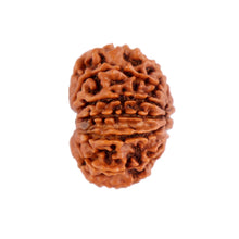 Load image into Gallery viewer, 12 Mukhi Nepalese Rudraksha - Bead No. 88