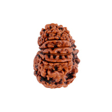 Load image into Gallery viewer, 12 Mukhi Nepalese Rudraksha - Bead No. 89