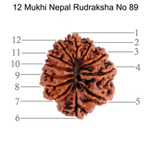 Load image into Gallery viewer, 12 Mukhi Nepalese Rudraksha - Bead No. 89