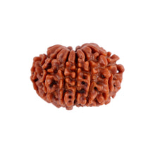 Load image into Gallery viewer, 12 Mukhi Nepalese Rudraksha - Bead No. 90