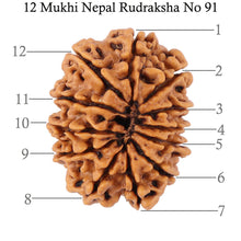 Load image into Gallery viewer, 12 Mukhi Nepalese Rudraksha - Bead No. 91