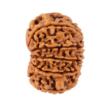 Load image into Gallery viewer, 12 Mukhi Nepalese Rudraksha - Bead No. 91