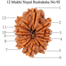 Load image into Gallery viewer, 12 Mukhi Nepalese Rudraksha - Bead No. 92