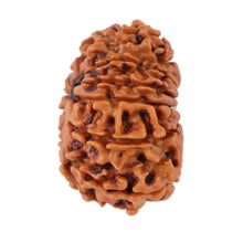 Load image into Gallery viewer, 12 Mukhi Nepalese Rudraksha - Bead No. 94