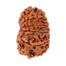 Load image into Gallery viewer, 12 Mukhi Nepalese Rudraksha - Bead No. 94