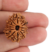 Load image into Gallery viewer, 12 Mukhi Nepalese Rudraksha - Bead No. 95