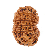 Load image into Gallery viewer, 12 Mukhi Nepalese Rudraksha - Bead No. 95