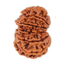 Load image into Gallery viewer, 12 Mukhi Nepalese Rudraksha - Bead No. 96
