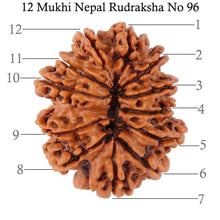 Load image into Gallery viewer, 12 Mukhi Nepalese Rudraksha - Bead No. 96