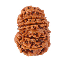 Load image into Gallery viewer, 12 Mukhi Nepalese Rudraksha - Bead No. 96