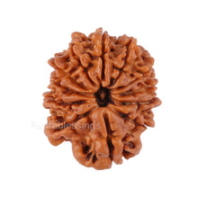 Load image into Gallery viewer, 12 Mukhi Nepalese Rudraksha - Bead No. 97