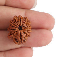 Load image into Gallery viewer, 12 Mukhi Nepalese Rudraksha - Bead No. 97