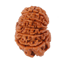 Load image into Gallery viewer, 12 Mukhi Nepalese Rudraksha - Bead No. 97