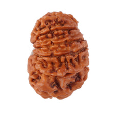 Load image into Gallery viewer, 12 Mukhi Nepalese Rudraksha - Bead No. 97
