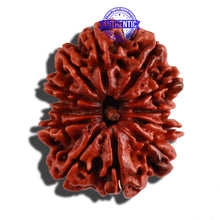 Load image into Gallery viewer, 12 Mukhi Nepalese Rudraksha - Bead No. 105
