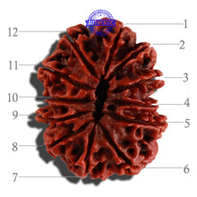 Load image into Gallery viewer, 12 Mukhi Nepalese Rudraksha - Bead No. 105