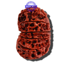 Load image into Gallery viewer, 12 Mukhi Nepalese Rudraksha - Bead No. 105