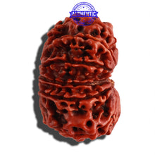 Load image into Gallery viewer, 12 Mukhi Nepalese Rudraksha - Bead No. 105