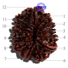 Load image into Gallery viewer, 12 Mukhi Nepalese Rudraksha - Bead No. 106