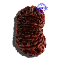 Load image into Gallery viewer, 12 Mukhi Nepalese Rudraksha - Bead No. 106