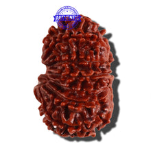 Load image into Gallery viewer, 12 Mukhi Nepalese Rudraksha - Bead No. 108
