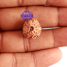 Load image into Gallery viewer, 12 Mukhi Indonesian Rudraksha - Bead No. 110