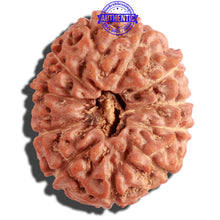 Load image into Gallery viewer, 12 Mukhi Indonesian Rudraksha - Bead No. 114
