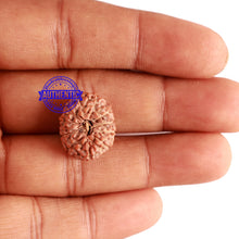 Load image into Gallery viewer, 12 Mukhi Indonesian Rudraksha - Bead No. 114