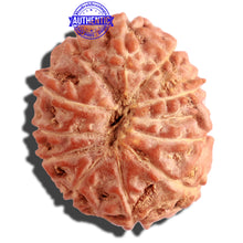 Load image into Gallery viewer, 12 Mukhi Indonesian Rudraksha - Bead No. 114
