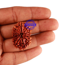 Load image into Gallery viewer, 12 Mukhi Nepalese Rudraksha - Bead No. 122