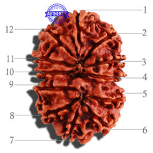 Load image into Gallery viewer, 12 Mukhi Nepalese Rudraksha - Bead No. 122