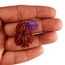 Load image into Gallery viewer, 12 Mukhi Nepalese Rudraksha - Bead No. 125