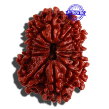 Load image into Gallery viewer, 12 Mukhi Nepalese Rudraksha - Bead No. 125