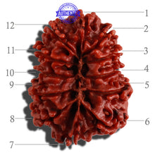 Load image into Gallery viewer, 12 Mukhi Nepalese Rudraksha - Bead No. 125