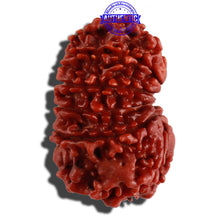 Load image into Gallery viewer, 12 Mukhi Nepalese Rudraksha - Bead No. 125