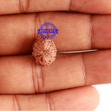 Load image into Gallery viewer, 12 Mukhi Indonesian Rudraksha - Bead No. 130A